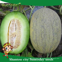 Suntoday netted pele verde carne vegetal híbrido japonês F1 melão sementes sementes altas vezes para venda (18015)